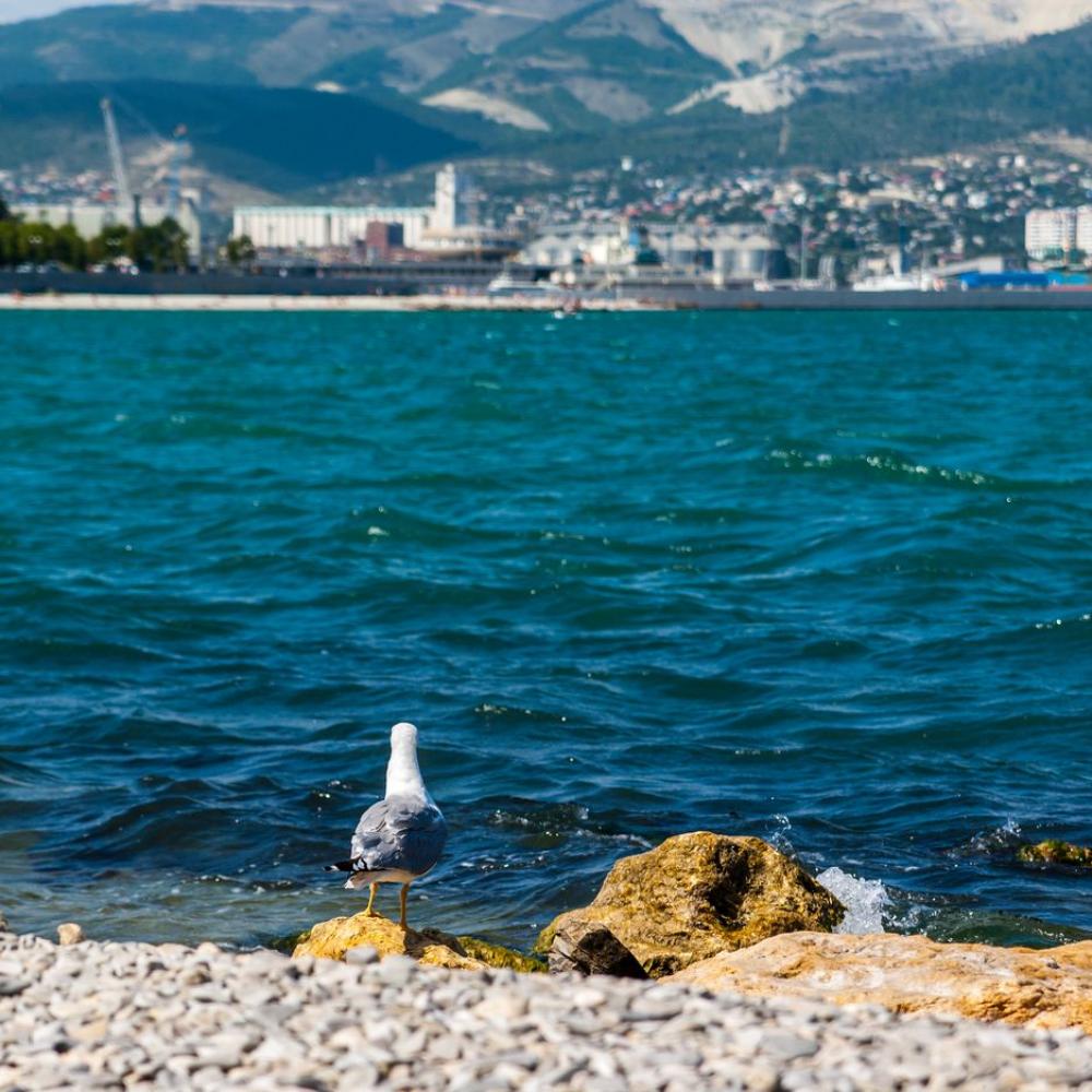 Вижу море новороссийск фото